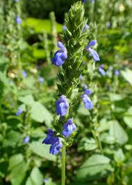 It's a 13 letters crossword definition. Salvia Hispanica Wikipedia