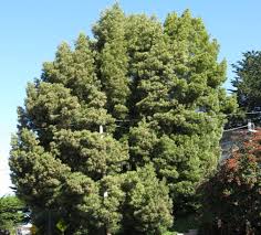 Image result for Acacia melanoxylon