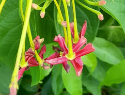 Image result for Combretum indicum