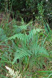 Image result for Hypolepis sparsisora