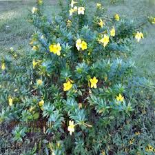 Image result for Allamanda