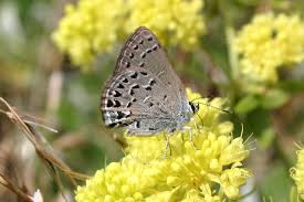 Image result for Satyrium buchananii
