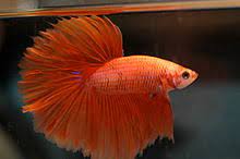 Some break it down by tail type, others by tail type plus color, and still others by tail type, color and pattern, giving specific names for. Siamese Fighting Fish Wikipedia
