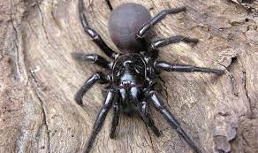 Black widow spider venom can be deadly but how likely are you to be bitten? The Most Poisonous Spider In The World