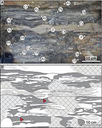 Tan sri dzulkifli bin abdul razak (ur. Coupled Storm Flood Depositional Model Application To The Miocene Modern Baram Delta Province North West Borneo Collins 2017 Sedimentology Wiley Online Library