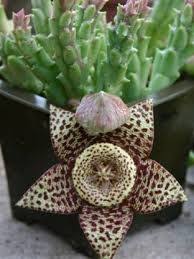 Los cactus conforman la familia de plantas suculentas denominada cactaceae. Resultado De Imagen Para Nombres De Cactus Y Suculentas Flores