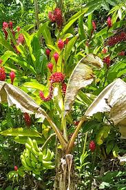 Fleurs De Gingembre Sauvages Fleur De Gingembre Tahiti Tourisme Tapis De Fleurs