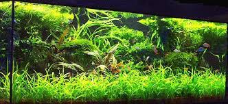 Carpet Of Dwarf Sag Good At High Temps Aquascape Discus Tank Discus Fish