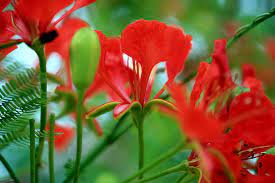 Red Acacia Flower File Red Acacia Flower Bulbous Plants Wonderful Flowers Most Beautiful Flowers