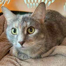 Sparkle Cat Rescue On Instagram Juno Dilute Tortie And Sebastian Grey White Have Arrived At The Adoption Center At Pet Cat Rescue Cats Adoption Center