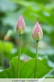At the best online prices at ebay! Lotusblume Nelumbo Lotus Lotosblumen Pflege Anleitung Gartendialog De