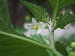 Image result for Solanum giganteum
