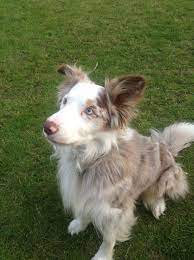 Our Red Merle Border Collie Rudy Red Merle Border Collie Dog Breeds Collie