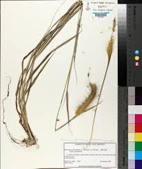 Image result for Cenchrus polystachios