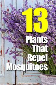You have to put some effort into it. 13 Plants That Repel Mosquitoes
