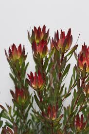 Proteaceae Leucadendron Devils Blush Small Shrub Australian Native Flowers Protea Plant Protea Flower
