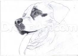 How To Draw A Rottweiler Face Google Search Dog Face Paints Animal Drawings Dog Sketch