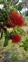 Image result for Combretum fuscum
