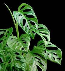 Swiss Cheese Vine Friedrichsthalii Is Sometimes Referred To As The Juvenile Form Of Monstera Adansonii There Are Ma Plants Unusual Plants Philodendron Plant
