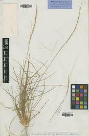 Image result for Aristida stipoides