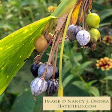 Image result for Coix lacryma-jobi