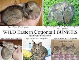 Pin On All Rabbits
