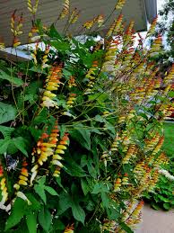 Image result for Mina lobata