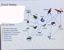 What Are Primary And Secondary Consumers? - Quora