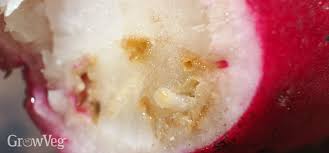For root maggots particularly destructive to early season apply a hot pepper treatment to the soil instead of the insecticide, if you prefer a more natural method. Organic Controls For Cabbage Root Fly