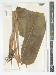 Image result for Halopegia azurea