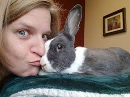 Free bunny adoption in Decatur, Alabama, due to moving to pet-restricted  housing