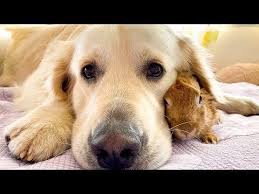 Amazing Love Between Dog And Rabbit Cutest Video Ever Youtube In 2020 Dogs Cute Gif Dogs Golden Retriever