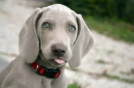 The are some 'purists' in the dog world who look down on. Types Of Gray Dogs Large Medium And Small Breeds With Photos