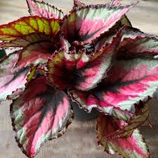 Image result for Begonia