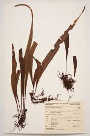 Image result for Belvisia