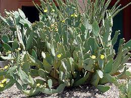 Cactus thorns are modified leaves. Find Plants Cow S Tongue