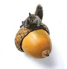 Acorn Bliss Squirrel Woodland Animals Cute Animals