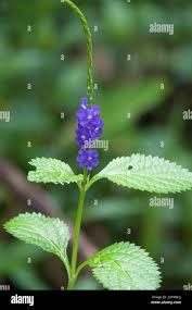 Image result for Stachytarpheta cayennensis