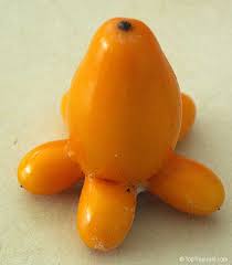 Image result for Solanum mammosum