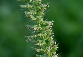 Image result for Setaria verticillata