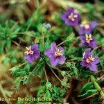 Image result for Lysimachia monelli