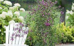 Clematis care clematis trellis clematis flower white clematis home depot red perennials clematis varieties climbing clematis clematis montana. How To Grow Clematis The Home Depot