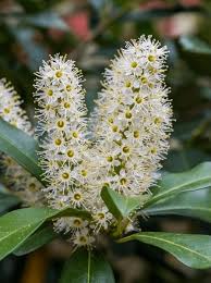 Image result for Cunonia capensis