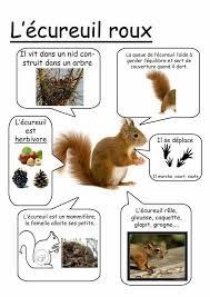 Pin By Goksin Yuksel On Les Animaux Learn French Kindergarden French Education