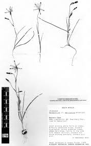 Image result for Justicia stachytarphetoides