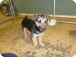 Maybe you would like to learn more about one of these? Queenie Adopted Puppy Arkadelphia Ar German Shepherd Dog Rottweiler Mix German Shepherd Dogs Rottweiler Mix Puppies Rottweiler Mix