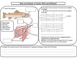 Gas Exchange In Animals