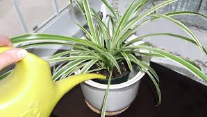 Rootx root control | clean. When Rot Attacks Your Houseplants Laidback Gardener