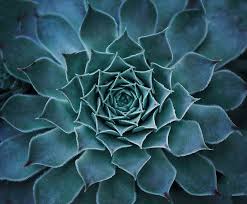Hd Wallpaper Plant Leaf Leaves Succulents Plants Succulent Garden Design
