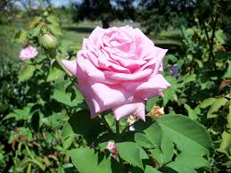 Maybe you would like to learn more about one of these? Belindas Dream Named Gulf District Rose Of The Year